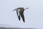 Buller's mollymawk | Toroa. Immature recently fledged. Awarua Bay, October 2019. Image © Glenda Rees by Glenda Rees.