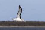 Buller's mollymawk | Toroa. Immature recently fledged in flight. Awarua Bay, October 2019. Image © Glenda Rees by Glenda Rees.