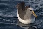 Buller's mollymawk | Toroa. Northern subspecies, on water. Off Pitt Island, Chatham Islands, November 2020. Image © James Russell by James Russell.