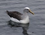 Buller's mollymawk | Toroa. Adult (southern subspecies) on water. Halfmoon Bay, Stewart Island, March 2023. Image © Glenn Pure by Glenn Pure.