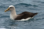 Buller's mollymawk | Toroa. Adult northern subspecies on water. Kaikoura pelagic, May 2009. Image © Duncan Watson by Duncan Watson.