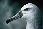 Buller's mollymawk | Toroa. Head of southern subspecies chick near fledging. Snares Islands, November 1986. Image © Colin Miskelly by Colin Miskelly.