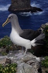 Buller's mollymawk | Toroa. Adult northern subspecies standing. Forty Fours, Chatham Islands, December 2009. Image © Mark Fraser by Mark Fraser.