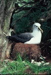 Buller's mollymawk | Toroa. Adult southern subspecies incubating egg in nest. Snares Islands, February 1984. Image © Colin Miskelly by Colin Miskelly.