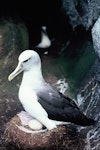 Buller's mollymawk | Toroa. Adult southern Buller's mollymawk incubating egg. Snares Islands. Image © Alan Tennyson by Alan Tennyson.