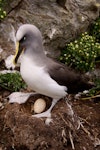 Buller's mollymawk | Toroa. Adult northern subspecies on nest with egg. Forty Fours, Chatham Islands, December 2009. Image © Mark Fraser by Mark Fraser.