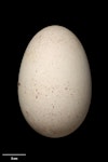 Buller's mollymawk | Toroa. Egg 96.2 x 63.2 mm (NMNZ OR.025005, collected by Alan Tennyson). Solander Island, February 1996. Image © Te Papa by Jean-Claude Stahl.