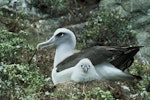 Buller's mollymawk | Toroa. Northern subspecies adult and chick in nest. Little Sister Island, Chatham Islands, February 1995. Image © Department of Conservation ( image ref: 10025081 ) by Chris Robertson Department of Conservation.