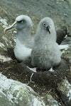 Buller's mollymawk | Toroa. Northern subspecies adult with chick. Little Sister Island, Chatham Islands, February 1995. Image © Department of Conservation ( image ref: 10025080 ) by Chris Robertson Department of Conservation.