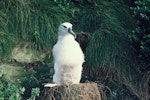 Buller's mollymawk | Toroa. Southern Buller's mollymawk chick on nest. Little Solander Island, January 1985. Image © Department of Conservation ( image ref: 10058099 ) by Wynston Cooper.