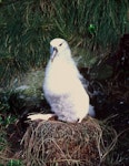 Buller's mollymawk | Toroa. Southern subspecies chick on nest. Little Solander Island, July 1985. Image © Colin Miskelly by Colin Miskelly.