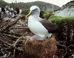 Buller's mollymawk | Toroa. Adult southern subspecies brooding chick. North East Island, Snares Islands, April 2005. Image © Colin Miskelly by Colin Miskelly.