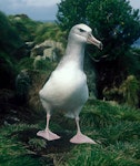 Buller's mollymawk | Toroa. Southern Buller's mollymawk chick close to fledging. North East Island, Snares Islands, September 1985. Image © Colin Miskelly by Colin Miskelly.