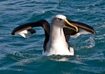 Buller's mollymawk | Toroa. Adult landing on the sea. Kaikoura coast, June 2010. Image © Rebecca Bowater FPSNZ by Rebecca Bowater FPSNZ.