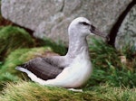 Buller's mollymawk | Toroa. Southern subspecies chick close to fledging. North East Island, Snares Islands, November 1986. Image © Colin Miskelly by Colin Miskelly.