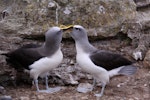 Buller's mollymawk | Toroa. Courting pair of northern subspecies on empty nest. Forty Fours, Chatham Islands, December 2009. Image © Mark Fraser by Mark Fraser.