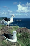 Buller's mollymawk | Toroa. Adult southern subspecies pair at colony. Snares Islands. Image © Alan Tennyson by Alan Tennyson.