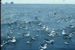 Buller's mollymawk | Toroa. Adults with Cape petrels behind fishing boat. Snares Islands, January 1985. Image © Colin Miskelly by Colin Miskelly.