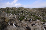 Buller's mollymawk | Toroa. Northern subspecies breeding colony. Forty Fours, Chatham Islands, December 2009. Image © Mark Fraser by Mark Fraser.