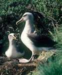 Buller's mollymawk | Toroa. Southern subspecies pair at nest site. Little Solander Island, July 1985. Image © Colin Miskelly by Colin Miskelly.