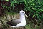 Buller's mollymawk | Toroa. Southern subspecies adult on nest. Solander Island, February 1984. Image © Department of Conservation ( image ref: 10058100 ) by Department of Conservation.