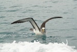 Buller's mollymawk | Toroa. Adult sitting on water with wings raised. Off Kaikoura, June 2008. Image © Alan Tennyson by Alan Tennyson.