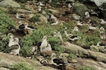 Buller's mollymawk | Toroa. Northern subspecies breeding colony with chicks. Little Sister Island, Chatham Islands, February 1995. Image © Department of Conservation by Christopher Robertson.