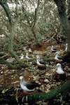 Buller's mollymawk | Toroa. Southern subspecies adults nesting under forest. The Snares, March 1992. Image © Alan Tennyson by Alan Tennyson.