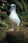 Buller's mollymawk | Toroa. Southern subspecies adult standing on nest. The Snares. Image © Alan Tennyson by Alan Tennyson.