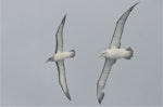 Buller's mollymawk | Toroa. Ventral view (left) with an adult white-capped mollymawk. Cook Strait, Near Wellington, May 2014. Image © Kyle Morrison by Kyle Morrison.