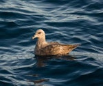 Northern fulmar. Dark morph adult with worn plumage at sea. First New Zealand record. At sea off the Snares Islands, February 2014. Image © Leon Berard by Leon Berard.