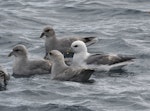 Northern fulmar. Flock including both dark and light morph birds (High Arctic subspecies). Bjørnøya, Svalbard, June 2017. Image © Manuel Marin by Manuel Marin.