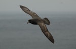 Northern fulmar. Dark morph adult in flight. Buldir Island, Alaska, June 2009. Image © Kyle Morrison by Kyle Morrison.