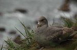 Northern fulmar. Dark morph adult at breeding colony. Buldir Island, Alaska, June 2009. Image © Kyle Morrison by Kyle Morrison.