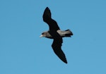 Northern fulmar. Dark morph adult in flight (ventral). Buldir Island, Alaska, June 2009. Image © Kyle Morrison by Kyle Morrison.