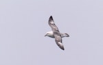 Northern fulmar. Pale morph adult in flight. Cape Navarin coastline, Bering Sea, July 2014. Image © Heather Smithers by Heather Smithers.