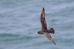 Northern fulmar. Adult (dark morph). St Paul Island, Alaska, May 2015. Image © Nigel Voaden by Nigel Voaden.