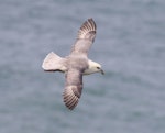 Northern fulmar. Pale morph adult in flight (North Atlantic subspecies). Bempton Cliffs, Yorkshire, UK, June 2016. Image © John Fennell by John Fennell.