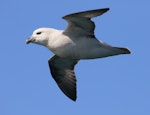 Northern fulmar. Pale morph adult in flight (North Atlantic subspecies). Westray, Orkney Islands, June 2018. Image © John Fennell by John Fennell.