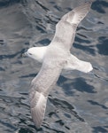 Northern fulmar. Adult (pale morph, North Atlantic subspecies) in flight. Pentland Firth, United Kingdom, July 2008. Image © David Rintoul by David Rintoul.