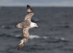 Northern fulmar. Intermediate morph adult in flight. Off Chukotka, Russian Far East, August 2015. Image © Sonja Ross by Sonja Ross.