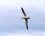 Northern fulmar. Adult in flight (pale morph, North Atlantic subspecies). Husavik, northern Iceland, June 2015. Image © Joke Baars by Joke Baars.