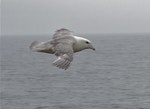 Northern fulmar. Pale morph adult in flight (North Atlantic subspecies). Scotland, May 2015. Image © John Flux by John Flux.