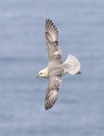 Northern fulmar. Pale morph adult in flight (North Atlantic subspecies). Bempton Cliffs, Yorkshire, June 2016. Image © John Fennell by John Fennell.