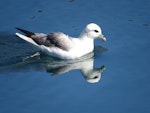 Northern fulmar. Adult swimming (pale morph, North Atlantic subspecies). Borgarfjördur, eastern Iceland, June 2015. Image © Koos Baars by Koos Baars.