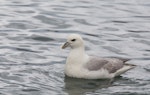 Northern fulmar. Pale morph adult on the water (North Atlantic subspecies). North west coast of Iceland, January 2012. Image © Sonja Ross by Sonja Ross.