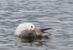 Northern fulmar. Pale morph adult preening on the water (North Atlantic subspecies). North west coast of Iceland, January 2012. Image © Sonja Ross by Sonja Ross.