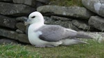 Northern fulmar. Pale morph adult, North Atlantic subspecies, at breeding colony. Shetland Islands, United Kingdom, June 2011. Image © Tony Crocker by Tony Crocker.