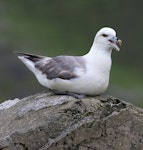 Northern fulmar. Pale morph adult calling (North Atlantic subspecies). St Kilda, June 2018. Image © John Fennell by John Fennell.