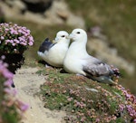 Northern fulmar. Pale morph adults courting (North Atlantic subspecies). Sumburgh Head, Shetland Islands, June 2018. Image © John Fennell by John Fennell.